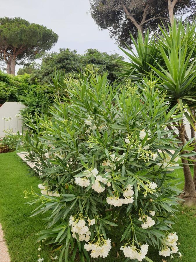 Bed and Breakfast Sole D'Oro Iun S4354 La Maddalena  Exterior foto