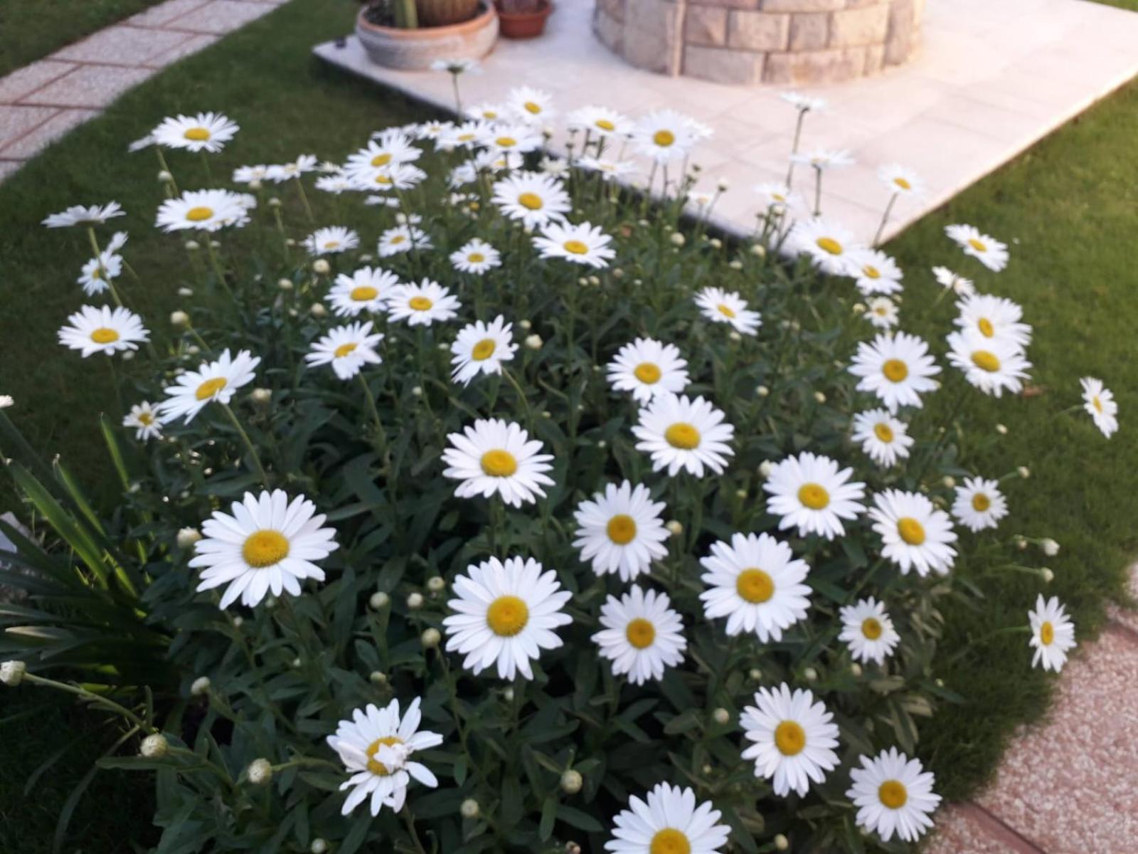 Bed and Breakfast Sole D'Oro Iun S4354 La Maddalena  Exterior foto